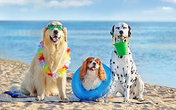 8月定休日のお知らせ