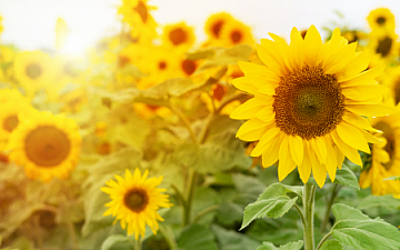 コロナ抜け毛を防ぐ対策4選