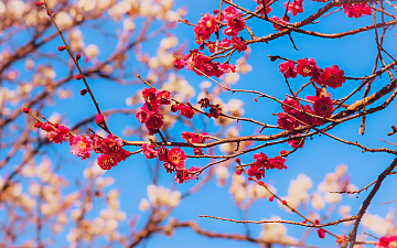 1月・2月定休日のお知らせ